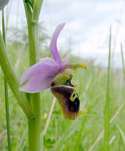 Ophrys fuciflora (Orchidaceae)  - Ophrys bourdon, Ophrys frelon - Late Spider-orchid Aisne [France] 25/05/2003 - 150m