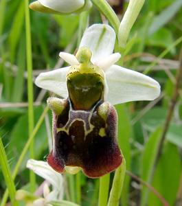 Ophrys fuciflora (Orchidaceae)  - Ophrys bourdon, Ophrys frelon - Late Spider-orchid Aisne [France] 25/05/2003 - 150m