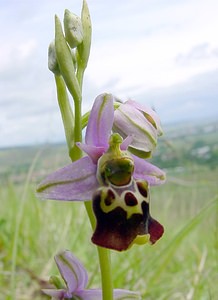 Ophrys fuciflora (Orchidaceae)  - Ophrys bourdon, Ophrys frelon - Late Spider-orchid Aisne [France] 25/05/2003 - 150m