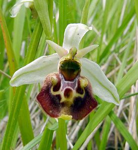 Ophrys fuciflora (Orchidaceae)  - Ophrys bourdon, Ophrys frelon - Late Spider-orchid Aisne [France] 25/05/2003 - 150m