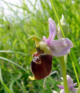 Ophrys fuciflora (Orchidaceae)  - Ophrys bourdon, Ophrys frelon - Late Spider-orchid Aisne [France] 25/05/2003 - 150m