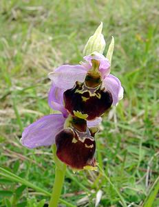 Ophrys fuciflora (Orchidaceae)  - Ophrys bourdon, Ophrys frelon - Late Spider-orchid Aisne [France] 25/05/2003 - 120m