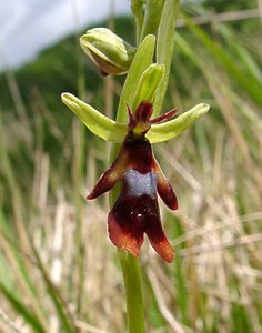 Ophrys insectifera (Orchidaceae)  - Ophrys mouche - Fly Orchid Aisne [France] 01/05/2003 - 130m