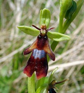 Ophrys insectifera (Orchidaceae)  - Ophrys mouche - Fly Orchid Aisne [France] 01/05/2003 - 130m