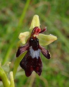 Ophrys insectifera (Orchidaceae)  - Ophrys mouche - Fly Orchid Cote-d'Or [France] 31/05/2003 - 560m