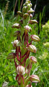 Orchis anthropophora (Orchidaceae)  - Acéras homme-pendu - Man Orchid Cote-d'Or [France] 29/05/2003 - 520m