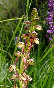 Orchis anthropophora (Orchidaceae)  - Acéras homme-pendu - Man Orchid Cote-d'Or [France] 29/05/2003 - 520m