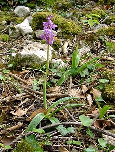 Orchis mascula (Orchidaceae)  - Orchis mâle - Early-purple Orchid Marne [France] 01/05/2003 - 200m
