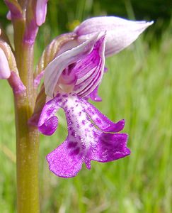 Orchis militaris (Orchidaceae)  - Orchis militaire, Casque militaire, Orchis casqué - Military Orchid Seine-Maritime [France] 10/05/2003 - 180m