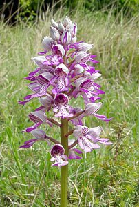 Orchis militaris (Orchidaceae)  - Orchis militaire, Casque militaire, Orchis casqué - Military Orchid Seine-Maritime [France] 10/05/2003 - 170m