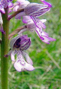 Orchis militaris (Orchidaceae)  - Orchis militaire, Casque militaire, Orchis casqué - Military Orchid Seine-Maritime [France] 10/05/2003 - 170m