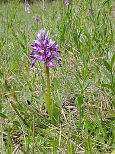 Orchis militaris (Orchidaceae)  - Orchis militaire, Casque militaire, Orchis casqué - Military Orchid Seine-Maritime [France] 10/05/2003 - 170m