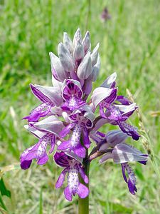 Orchis militaris (Orchidaceae)  - Orchis militaire, Casque militaire, Orchis casqué - Military Orchid Seine-Maritime [France] 10/05/2003 - 170m