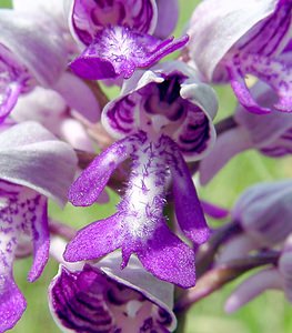 Orchis militaris (Orchidaceae)  - Orchis militaire, Casque militaire, Orchis casqué - Military Orchid Seine-Maritime [France] 10/05/2003 - 170m