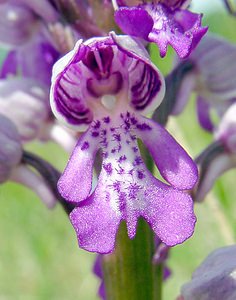 Orchis militaris (Orchidaceae)  - Orchis militaire, Casque militaire, Orchis casqué - Military Orchid Seine-Maritime [France] 10/05/2003 - 170m