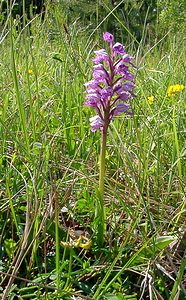 Orchis militaris (Orchidaceae)  - Orchis militaire, Casque militaire, Orchis casqué - Military Orchid Cote-d'Or [France] 29/05/2003 - 520m