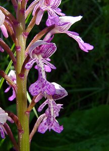 Orchis militaris (Orchidaceae)  - Orchis militaire, Casque militaire, Orchis casqué - Military Orchid Cote-d'Or [France] 29/05/2003 - 520m