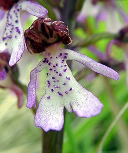 Orchis purpurea (Orchidaceae)  - Orchis pourpre, Grivollée, Orchis casque, Orchis brun - Lady Orchid Aisne [France] 01/05/2003 - 110m