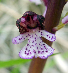 Orchis purpurea (Orchidaceae)  - Orchis pourpre, Grivollée, Orchis casque, Orchis brun - Lady Orchid Aisne [France] 01/05/2003 - 110m