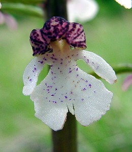 Orchis purpurea (Orchidaceae)  - Orchis pourpre, Grivollée, Orchis casque, Orchis brun - Lady Orchid Aisne [France] 01/05/2003 - 110m