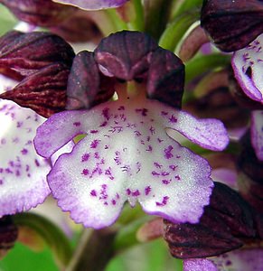 Orchis purpurea (Orchidaceae)  - Orchis pourpre, Grivollée, Orchis casque, Orchis brun - Lady Orchid Aisne [France] 01/05/2003 - 110m