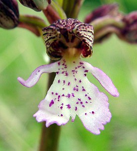 Orchis purpurea (Orchidaceae)  - Orchis pourpre, Grivollée, Orchis casque, Orchis brun - Lady Orchid Aisne [France] 01/05/2003 - 110m