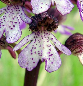 Orchis purpurea (Orchidaceae)  - Orchis pourpre, Grivollée, Orchis casque, Orchis brun - Lady Orchid Aisne [France] 01/05/2003 - 110m