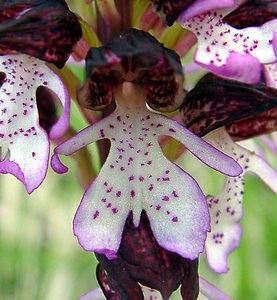 Orchis purpurea (Orchidaceae)  - Orchis pourpre, Grivollée, Orchis casque, Orchis brun - Lady Orchid Aisne [France] 01/05/2003 - 110m