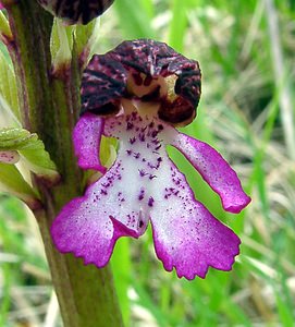 Orchis purpurea (Orchidaceae)  - Orchis pourpre, Grivollée, Orchis casque, Orchis brun - Lady Orchid Aisne [France] 01/05/2003 - 110m