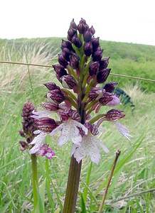 Orchis purpurea (Orchidaceae)  - Orchis pourpre, Grivollée, Orchis casque, Orchis brun - Lady Orchid Aisne [France] 01/05/2003 - 110m