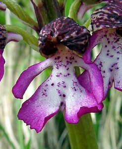 Orchis purpurea (Orchidaceae)  - Orchis pourpre, Grivollée, Orchis casque, Orchis brun - Lady Orchid Aisne [France] 01/05/2003 - 110m