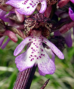 Orchis purpurea (Orchidaceae)  - Orchis pourpre, Grivollée, Orchis casque, Orchis brun - Lady Orchid Aisne [France] 01/05/2003 - 110m