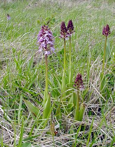 Orchis purpurea (Orchidaceae)  - Orchis pourpre, Grivollée, Orchis casque, Orchis brun - Lady Orchid Aisne [France] 01/05/2003 - 110m