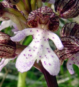 Orchis purpurea (Orchidaceae)  - Orchis pourpre, Grivollée, Orchis casque, Orchis brun - Lady Orchid Aisne [France] 01/05/2003 - 110m