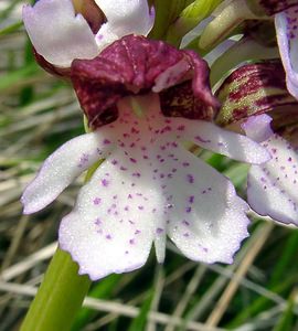 Orchis purpurea (Orchidaceae)  - Orchis pourpre, Grivollée, Orchis casque, Orchis brun - Lady Orchid Aisne [France] 01/05/2003 - 110m