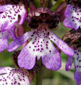 Orchis purpurea (Orchidaceae)  - Orchis pourpre, Grivollée, Orchis casque, Orchis brun - Lady Orchid Aisne [France] 01/05/2003 - 110m