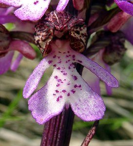 Orchis purpurea (Orchidaceae)  - Orchis pourpre, Grivollée, Orchis casque, Orchis brun - Lady Orchid Aisne [France] 01/05/2003 - 110m