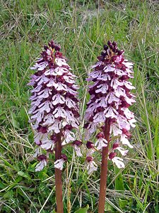 Orchis purpurea (Orchidaceae)  - Orchis pourpre, Grivollée, Orchis casque, Orchis brun - Lady Orchid Seine-Maritime [France] 10/05/2003 - 180m