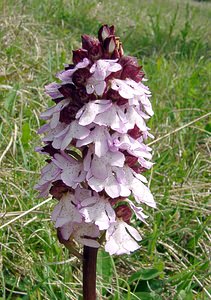 Orchis purpurea (Orchidaceae)  - Orchis pourpre, Grivollée, Orchis casque, Orchis brun - Lady Orchid Seine-Maritime [France] 10/05/2003 - 170m