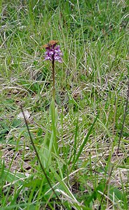 Orchis purpurea (Orchidaceae)  - Orchis pourpre, Grivollée, Orchis casque, Orchis brun - Lady Orchid Seine-Maritime [France] 10/05/2003 - 180m
