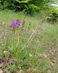 Orchis purpurea (Orchidaceae)  - Orchis pourpre, Grivollée, Orchis casque, Orchis brun - Lady Orchid Seine-Maritime [France] 10/05/2003 - 180m