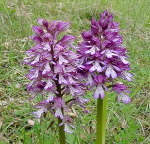 Orchis purpurea (Orchidaceae)  - Orchis pourpre, Grivollée, Orchis casque, Orchis brun - Lady Orchid Seine-Maritime [France] 10/05/2003 - 180m