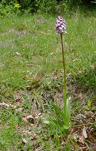 Orchis purpurea (Orchidaceae)  - Orchis pourpre, Grivollée, Orchis casque, Orchis brun - Lady Orchid Seine-Maritime [France] 10/05/2003 - 180m