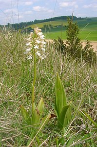 Orchis purpurea (Orchidaceae)  - Orchis pourpre, Grivollée, Orchis casque, Orchis brun - Lady Orchid Seine-Maritime [France] 10/05/2003 - 110m