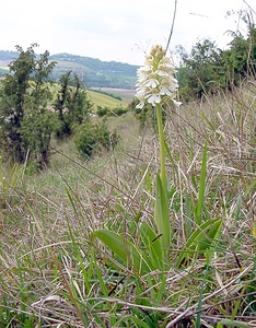 Orchis purpurea (Orchidaceae)  - Orchis pourpre, Grivollée, Orchis casque, Orchis brun - Lady Orchid Seine-Maritime [France] 10/05/2003 - 110m