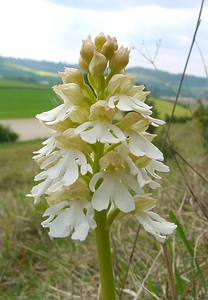 Orchis purpurea (Orchidaceae)  - Orchis pourpre, Grivollée, Orchis casque, Orchis brun - Lady Orchid Seine-Maritime [France] 10/05/2003 - 110m