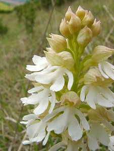 Orchis purpurea (Orchidaceae)  - Orchis pourpre, Grivollée, Orchis casque, Orchis brun - Lady Orchid Seine-Maritime [France] 10/05/2003 - 110m