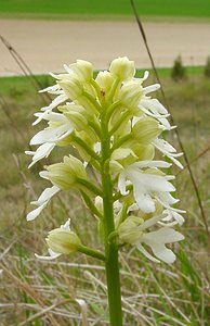 Orchis purpurea (Orchidaceae)  - Orchis pourpre, Grivollée, Orchis casque, Orchis brun - Lady Orchid Seine-Maritime [France] 10/05/2003 - 110m