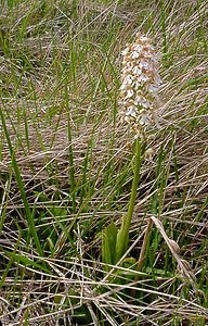 Orchis purpurea (Orchidaceae)  - Orchis pourpre, Grivollée, Orchis casque, Orchis brun - Lady Orchid Seine-Maritime [France] 10/05/2003 - 110m