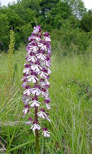 Orchis purpurea (Orchidaceae)  - Orchis pourpre, Grivollée, Orchis casque, Orchis brun - Lady Orchid Aisne [France] 25/05/2003 - 110m